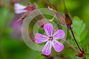 Herb Robert geranium robertianum