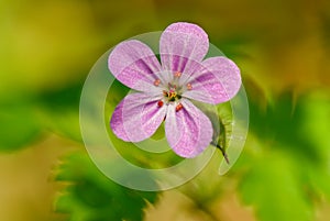 Herb-robert - Geranium robertianum