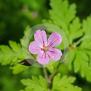 Herb robert (Geranium robertianum)