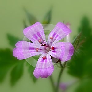 Herb robert (Geranium robertianum)