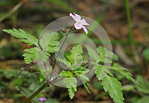 Herb-robert - Geranium robertianum