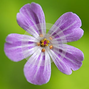 Herb Robert - Geranium robertianum