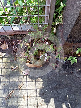 Herb Robert Geranium robertianum Growing Between a Steel Fence and a Concrete Wall