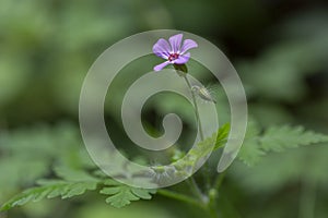 Herb Robert - Geranium robertianum. Herb-Robert blossom macro with blurry green background.