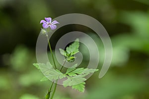 Herb Robert - Geranium robertianum. Herb-Robert blossom macro with blurry green background.