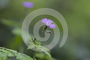 herb-Robert (Geranium robertianum) macro in the natural environment.