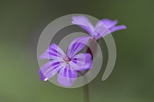 herb-Robert (Geranium robertianum) macro in the natural environment.