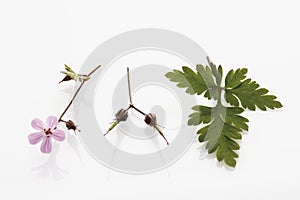 Herb robert (Geranium robertianum, Robertiella robertiana)