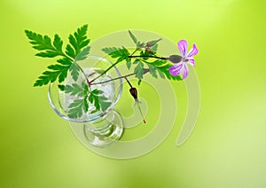 Herb Robert or Geranium robertianum twig fruit, buds and pink flower in shot glass