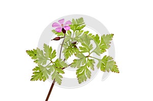 Herb Robert