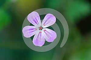 Herb Robert quiet beauty.