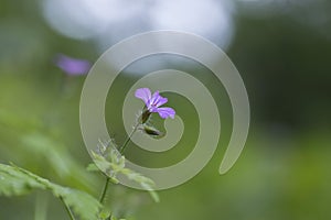 Herb Robert, Red Robin, Death come quickly or Storksbill (Geranium robertianum), flower blooming in spring