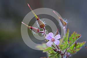 Herb Robert with seeds