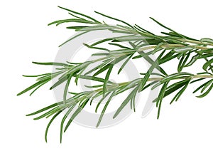 Herb rosemary isolated on white