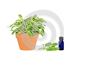 Herb Sage