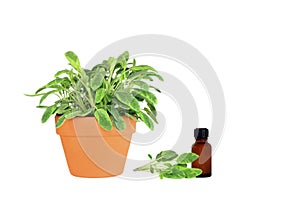 Herb Sage