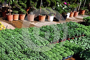 Herb Seedlings in Plant Nursery