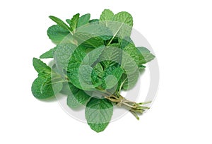 Herb Series Common Mint