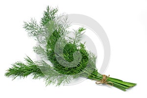 Herb Series Dill