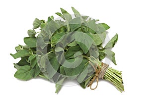 Herb Series Oregano