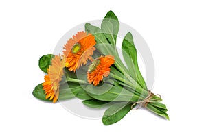 Herb Series Pot Marigold