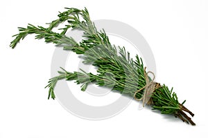 Herb Series Rosemary