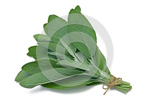 Herb Series Sage