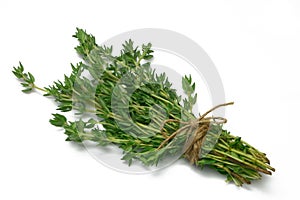 Herb Series Thyme photo