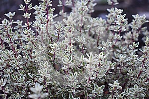 Herb - Silver Posie Thyme