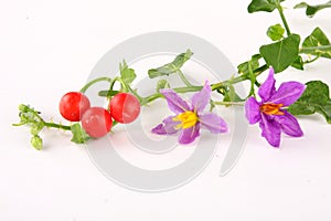 Herb-Solanum trilobatum with fruits,