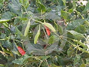 Herb And Spice Close-Up Garden