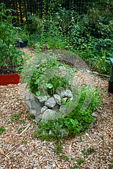An herb spiral in a garden