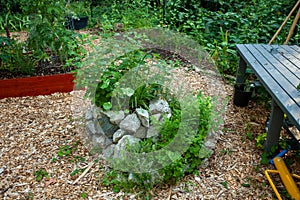 An herb spiral in a garden