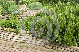 Herb spiral in the garden with herbs