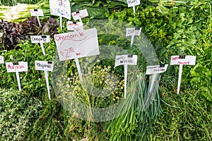 Herb stand close up at the farmer`s market