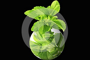 Herb stevia with go green logo