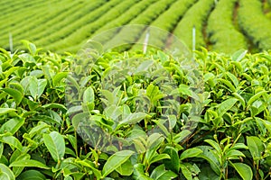 The herb tea plant or Camellia sinensis field photo