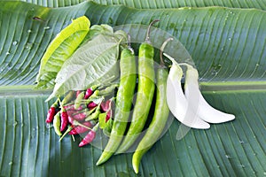 Herb for thai spices