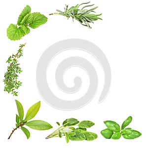 Herb Varieties