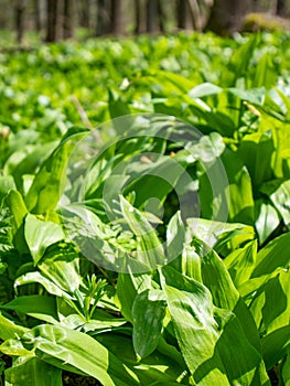 Herb wild bears garlic and grasses growing in spring forest