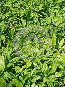 Herb wild bears garlic and grasses growing in spring forest