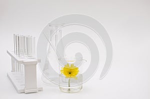 Herb yellow flower scientific equipment researched cosmetic photo