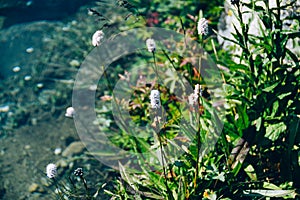 Herbaceous Bistorta officinalis in its natural growing environment. Purple flowers among wild green meadow of grass