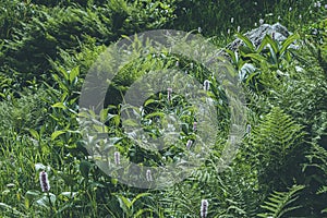 Herbaceous Bistorta officinalis in its natural growing environment. Purple flowers among wild green meadow of grass and fern