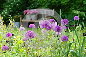 Herbaceous border with allium Purple sensation