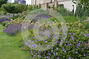 Herbaceous border with Geranium Rozanne and other blue flowers