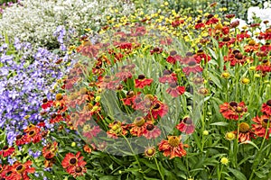 Herbaceous border with orange Helenium flowering plants.