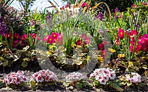 Herbaceous border with a variety of colourful spring flowers including primroses, in Regent`s Park, London UK