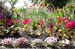 Herbaceous border with a variety of colourful spring flowers including primroses, in Regent`s Park, London UK