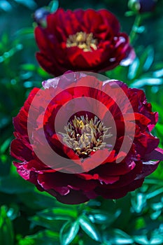 Herbaceous Peonies in flower